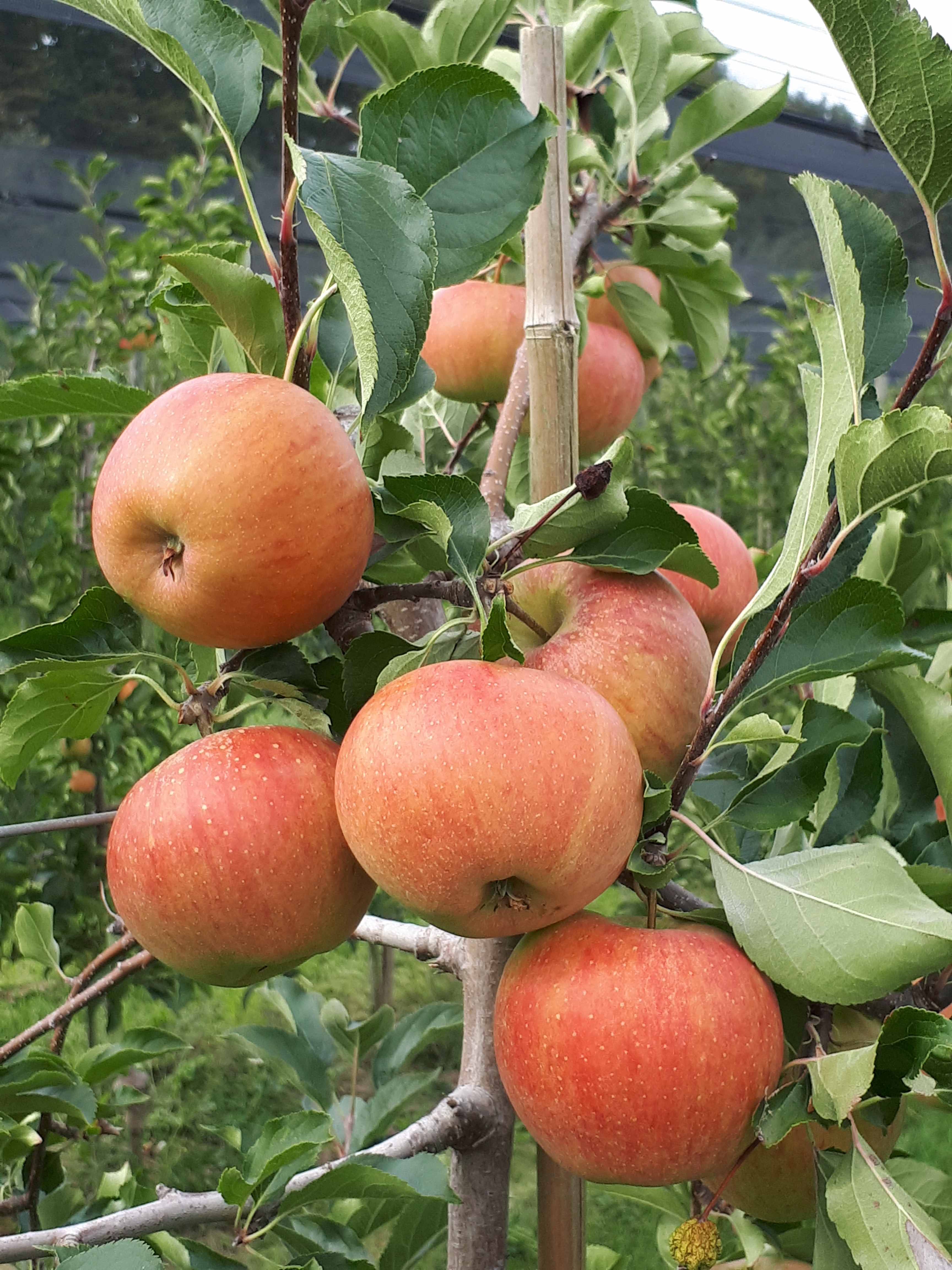 Äpfel Rubinette vom Obsthof Kunz aus Ehrenkirchen-Offnadingen