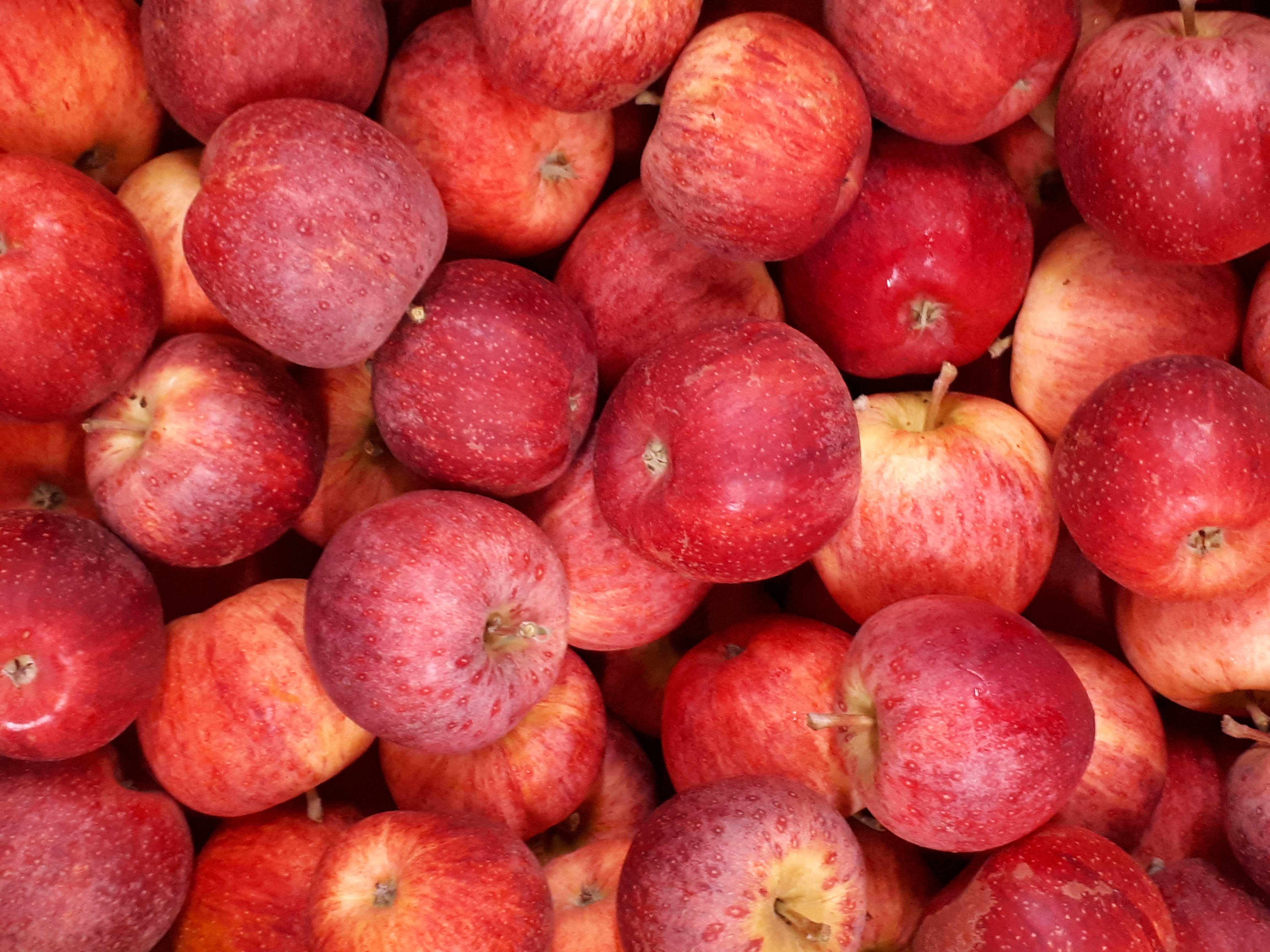 Äpfel Gala vom Obsthof Kunz aus Ehrenkirchen-Offnadingen, 1 kg