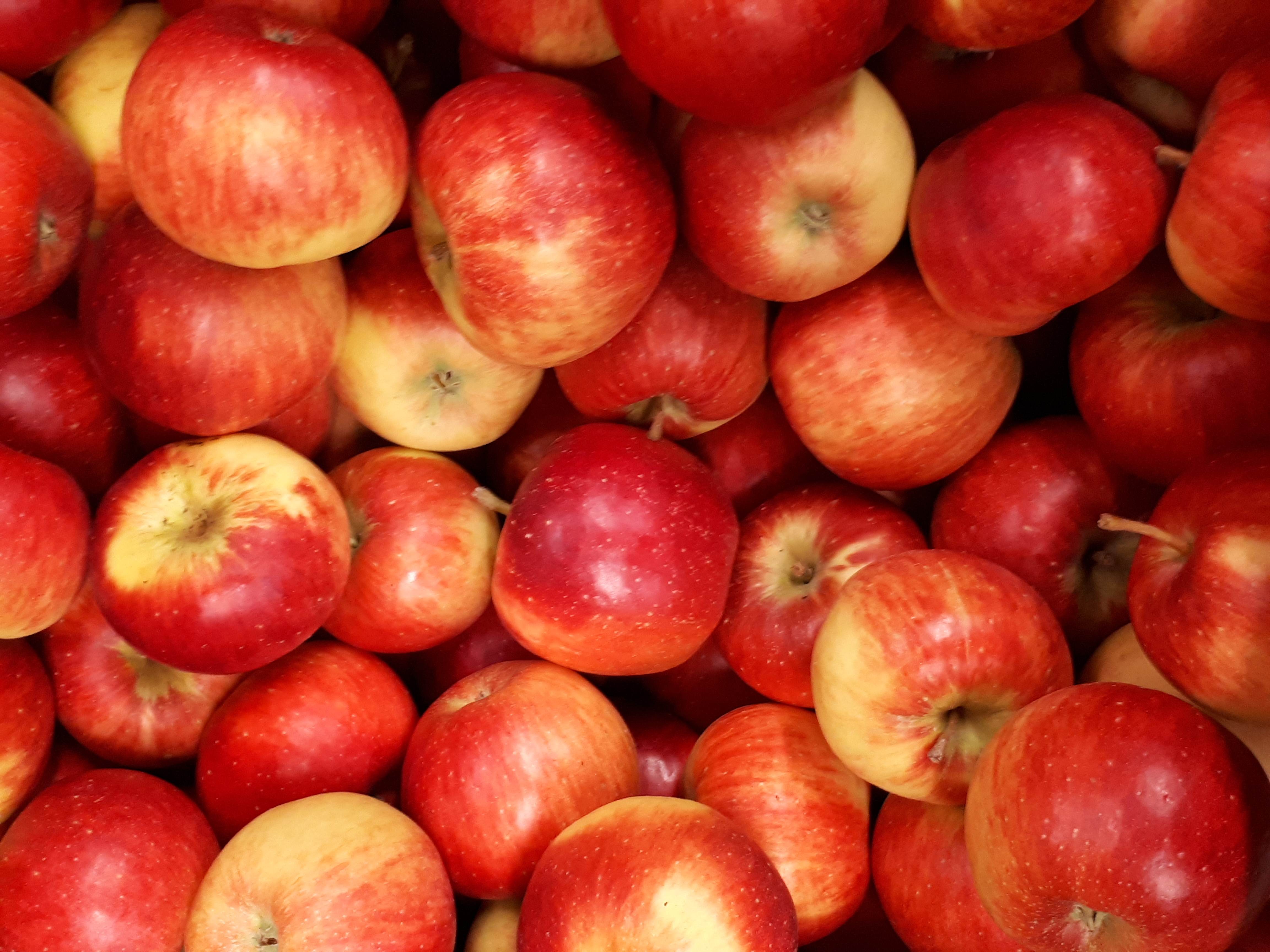 Äpfel Gräfin Goldach allergikerfreundlich vom Obsthof Kunz aus Ehrenkirchen-Offnadingen, 1 kg