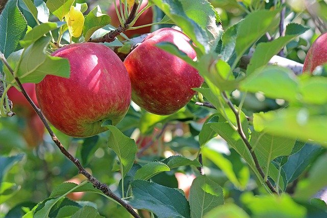 Äpfel, Sorte Pinova  von Hänslers Hofladen aus Waltershofen, 1 kg