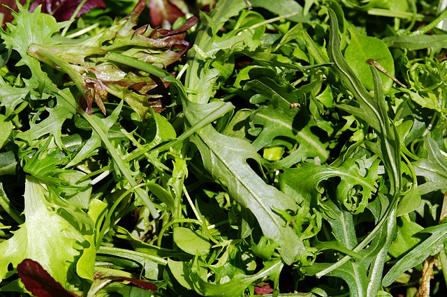 Wildkräutersalat aus Schallstadt-Mengen von Hiss Gemüsebau 