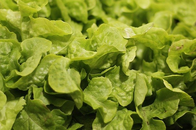 Eichblatt grün aus Schallstadt-Mengen von Hiss Gemüsebau